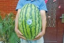 吃瓜网每日大赛 反差大赛51,反差萌十足！吃瓜网每日大赛51反差大赛精彩瞬间大盘点